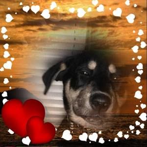 Meet your Posher, Patrice